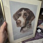 German Shorthaired Pointer Signed 1974 Dog Print By Glenna Hartmann 137/400