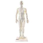 66fit™ Male Acupuncture Model - 50cm - Pressure Point and Meridians