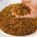 Dried Mealworms - Premium Wild Bird Food Large Chubby Worms