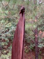 Aboriginal Australian Woomera Spear Thrower