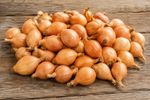 Autumn Planting Onion Sets SENSHYU 80, 100, 200, 300. Top quality, Plant now.