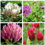 Mix Clover Seeds |  CRIMSON MICRO  | Mix and Match 4 TYPES OF CLOVER Wild flower