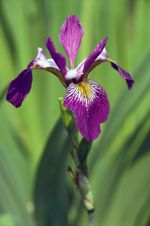 Iris versicolor 'Kermesina' (Blue Flag Iris) - Pond Plants