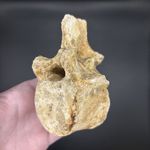 Plesiosaur Marine Reptile Vertebra Fossil