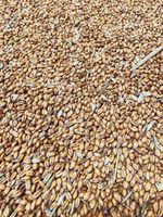 25kg Wheat - Pigeon, Poultry, Chicken, Waterfowl, Animal Feed 2025 harvest!!!