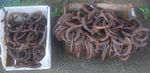 OLD HORSE SHOES AVAILABLE TO BUY INDIVIDUALLY OR WHATS AVAILABLE £1 for 2