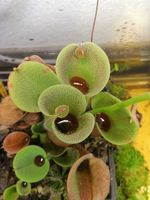 Heliamphora minor var. pilosa - Wistuba Origin - 3 Growth Points