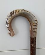 TALL HERDWICK RAMS HORN CROOK  on Hazel ,Walking and Hiking stick.