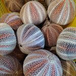 2 Large Scottish Sea Urchins Shells