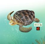 Loggerhead Turtle Sealife Toy Model Figure by CollectA 88094 Brand New