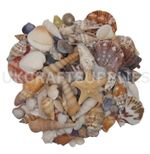 Mixed Shells Natural shell Seashells Beach Shell Wedding Display Craft Aquarium