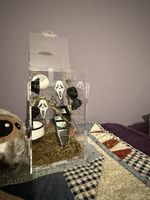 Jumping Spider Enclosure & accessories 
