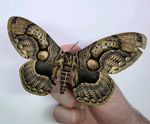 Brahmaea Hearseyi A2 Set Specimen. Wings Spread. Entomology Collectible.