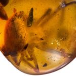Burmese Amber Fossil: 99 Million Year Old Spider Inclusion