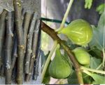 6 pc CUTTINGS ORIGINAL WHITE MADEIRA fig tree Ficus caricascion scion wood stick