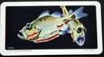 Luminous Deep Sea Fish     Illustrated Wildlife Card  AF15MS