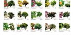 Barbados 2005 - Flowering Trees - Set of 15 stamps - Scott #1078-1092 - MNH