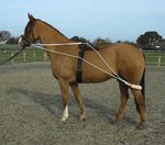 Rhinegold Training System, Lunge Roller Included, Cob, Full