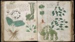 THE VOYNICH MANUSCRIPT ON DVD - MYSTERIOUS MEDIEVAL BOOK SECRET LANGUAGE OCCULT