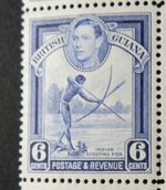BRITISH GUIANA 1938-52 SG311 KGVI 6c. INDIAN SHOOTING FISH  - MNH