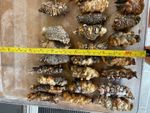 5 packs of 5 peeler spider crab ready to use