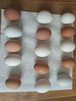 6 × Fertil egGs