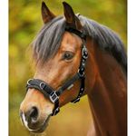 Waldhausen Economic Lunging Halter