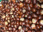 100 x Whole Conkers