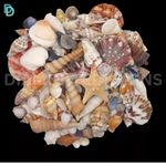 Mixed Shells Natural shell Seashells Beach Shell Wedding Display Craft Aquarium