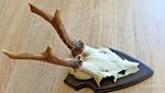 vintage Real  Skull with Horns, white bone, animal skull. Original 1970-80. 5