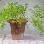 Rustic Terracotta Plant Pot, Frill Edge Pie Crust Clay Pot, Garden Herb Planter