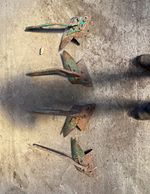 Set of 4 Tractor Plough Shares - Compatible with Various Makes