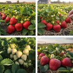 Strawberry Fast Growing Bare Root Garden Bush Fruit Plants Garden Many varieties