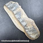 Cothan marble stromatolite fossil - triassic period, uk