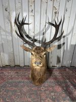 Vintage Large Red Deer Stag Head Taxidermy 32” Spread Hunting Trophy Wall Mount