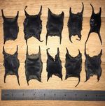 Mermaids Purse X 25 Shark egg case, sea life, marine curiosity, witchcraft.