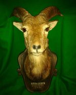 MOUFLON RAM Juvenile Sub-Adult Sheep Black Forest Trophy Hunting Taxidermy
