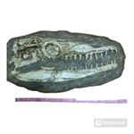 Mosasaur Skull Fossil Replica-Mesozoic Marine Reptiles -Paleontology