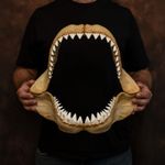 Shark Jaw Replica 44cm Megalodon Great White Jaws Oddities Wall Decor