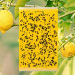20X Yellow·Sticky Fly Trap Paper Fruit Flies Insect Aphids Glue-Catcher Bug New