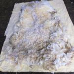 Raw Wool fleece. White Faced Dartmoor staple 15-20 cm weight 3-5 Kg 2026 shear