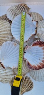 XL Scallop Shells Pack of 50 Natural Sea Shells for Crafts Decor