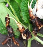 5 X Comfrey 'Bocking 14'. Strong Crown root cuttings with growing tips. Organic.
