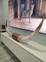 Authentic LARGE Real Bull Cow Longhorn Leather Horn Taxidermy 130cm Steer CUSTOM