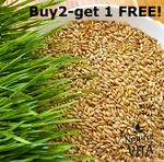 Organic Barley Grass seeds - Pets Love it! For dogs lizards Tortoise guinea pig