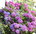 HYDRANGEA - Mophead LARGE -5 Litre Pot- ESTABLISHED 