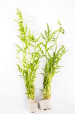 Ceratopteris Thalicrodes - Tropical Water Live Aquarium Plants