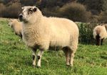 Whole Raw Sheeps Fleece. British Milk Sheep x Norfolk Horn.