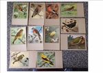 Sluis Bird Foods Vintage Post Cards Sluis Post Cards Cage Bird post card 
