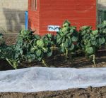 Garden Fleece Horticultural Fleece Plant Protection 30g Warmacrop® Various Sizes